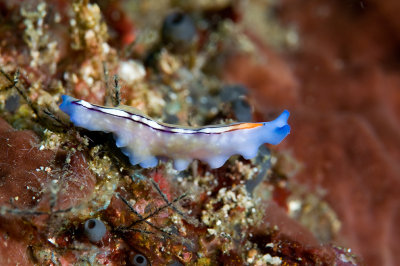 Racing stripe flatworm (Racing stripe flatworm)