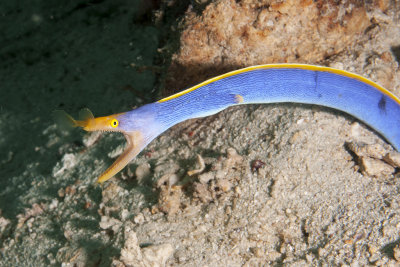 Reebon eel