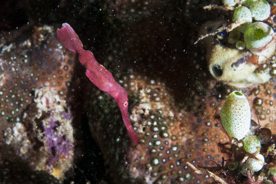 Velvet Ghost Pipefish