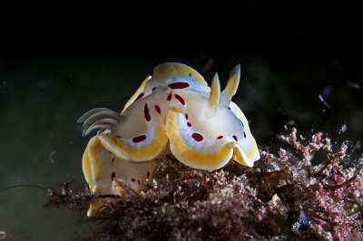 Glossodoris cruenta