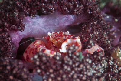 Soft Coral Porcelain Crab (Lissoporcellana nakasonei)