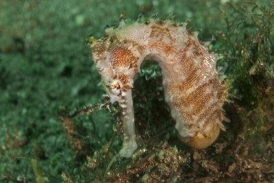Thorny Sea Horse