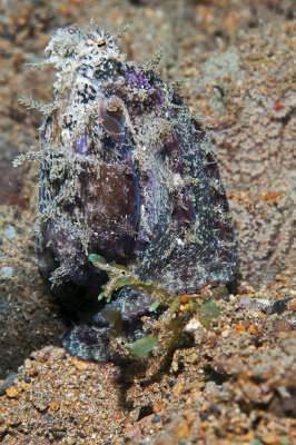  Algae Octopus (Abdopus aculeatus)