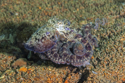  Algae Octopus (Abdopus aculeatus)