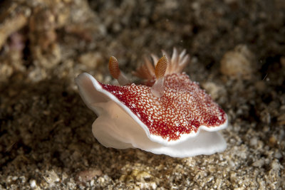 Goniobranchus reticulatus