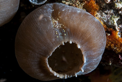 Pliopontonia furtiva Shrimp