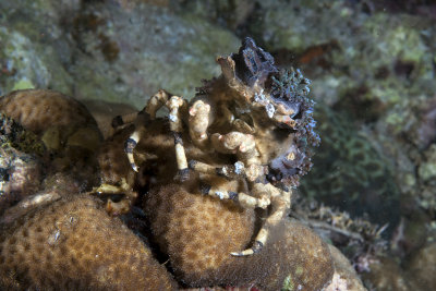 Decorator Crab