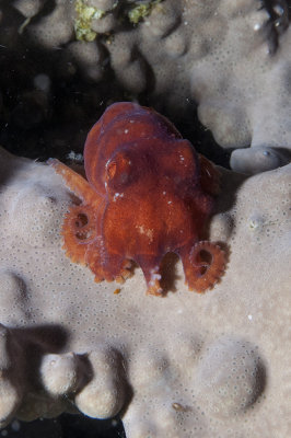 Octopus Wolfi