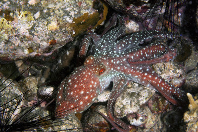 Callistoctopus Luteus