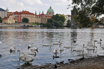 Swans of the Vltava
