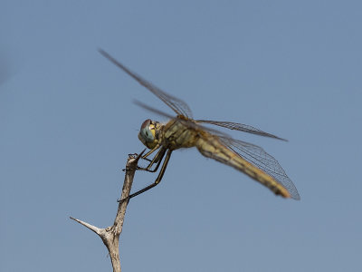 PB010079cs.jpg