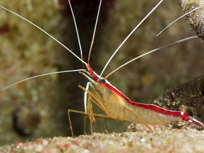 White-Banded Cleaner Shrimp, Lysmata Amboinensis 