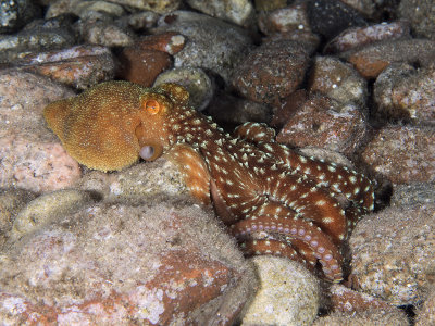 Long Armed Octopus