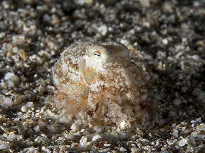 Amphioctopus Aegina (Marbled Octopus)