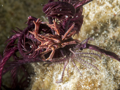 Feather Star Crab  (Ceratocarcinus spinosus)