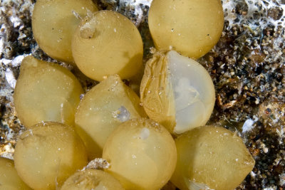 Cuttlefish eggs