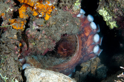 Day Octopus (Octopus Cyanea)