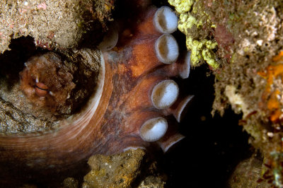 Day Octopus (Octopus Cyanea)