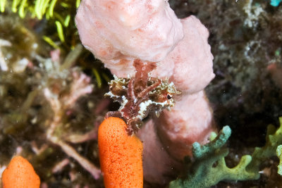 Cuttlefish