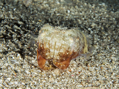 Cuttlefish