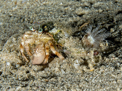 Anemone Carrier Hermit Crab