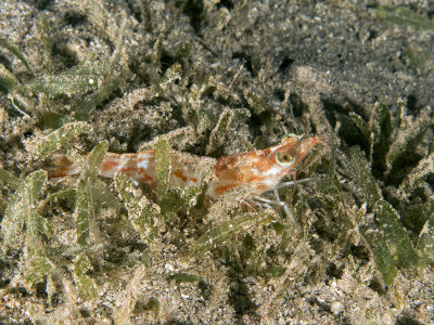 Common prawn 