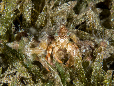 Anemone Carrier Hermit Crab
