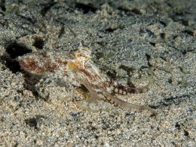 Amphioctopus Aegina (Marbled Octopus)