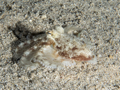 Amphioctopus Aegina (Marbled Octopus)