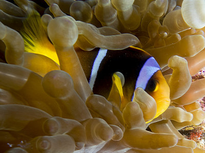 Red Sea Anemonefish