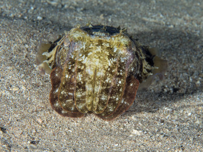 Cuttlefish