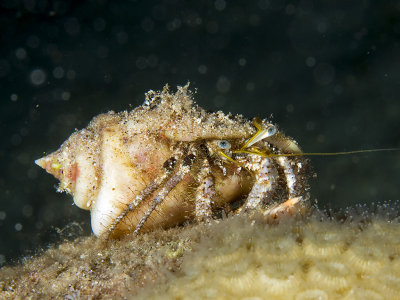 Hermit Crab