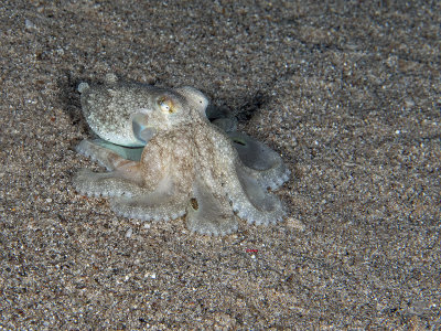 Amphioctopus Aegina (Marbled Octopus)