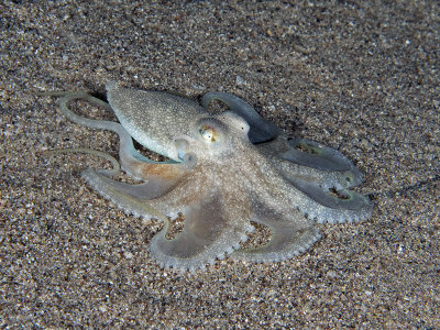 Amphioctopus Aegina (Marbled Octopus)