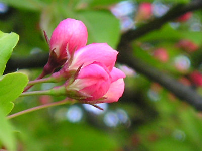 spring2005