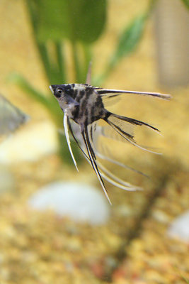 AngelFish