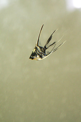 AngelFish