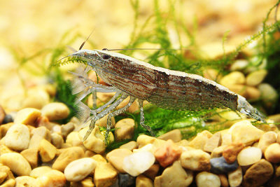 bamboo shrimp