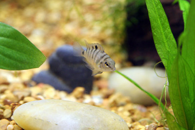 Cichlid
