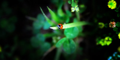 a bug's life