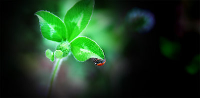 a bug's life
