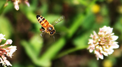flying_bee