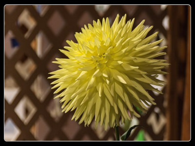 Bloomquist-Shine.jpg