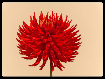 Skipley-Bonanza-Challenge-Flower.jpg