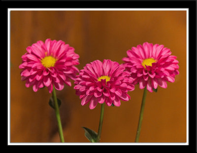 3peony.jpg