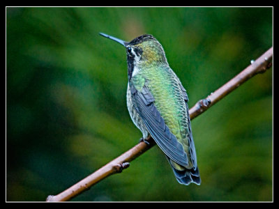 DSC06813-2-14.jpg