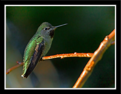 DSC07810-2-14.jpg