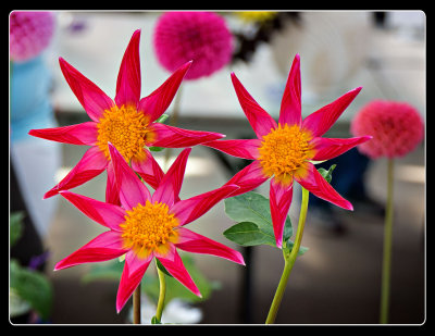 DSC02500-2-2-14.jpg