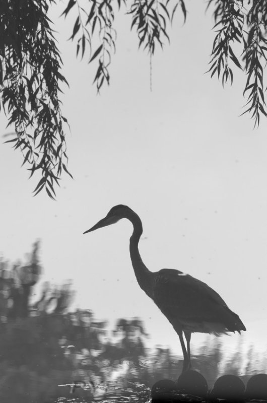 jbtqheron010.jpg