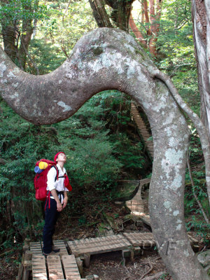 galerie Yakushima gallery